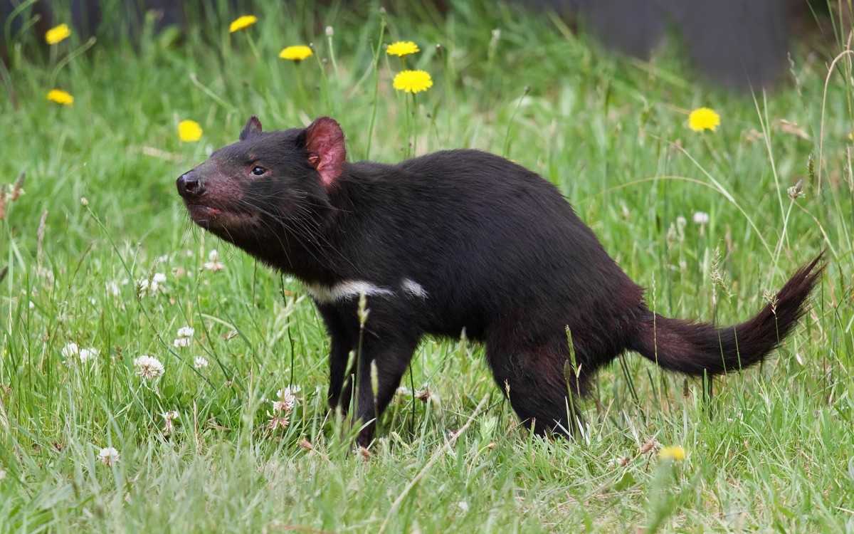 онкологічні захворювання
