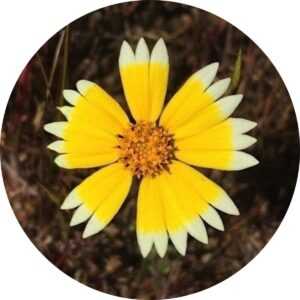 Перфекціонізм