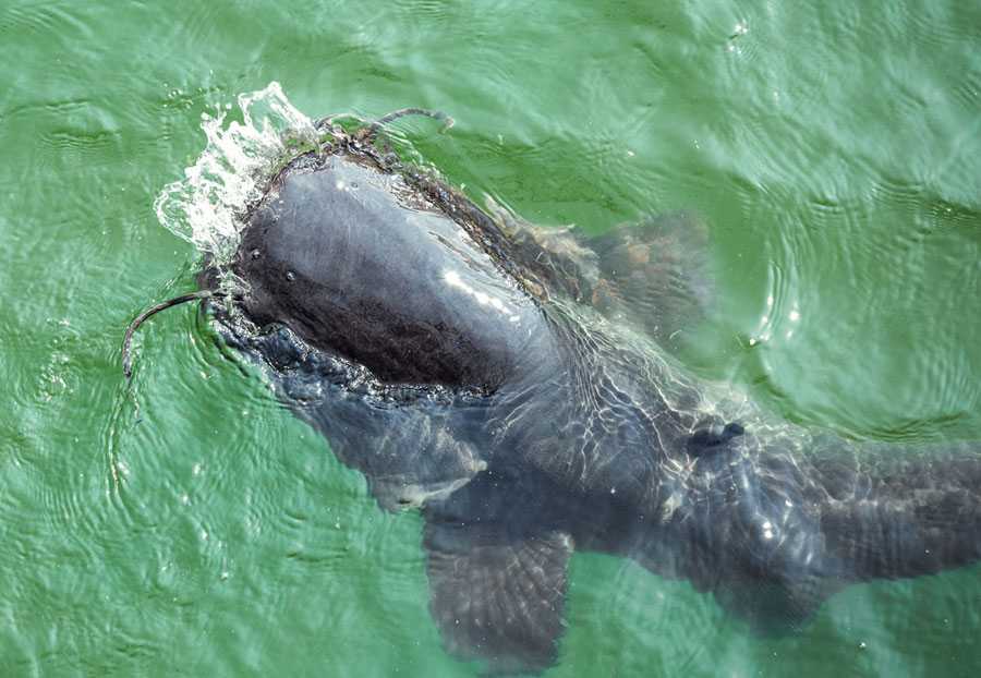 різноманіття тваринного світу