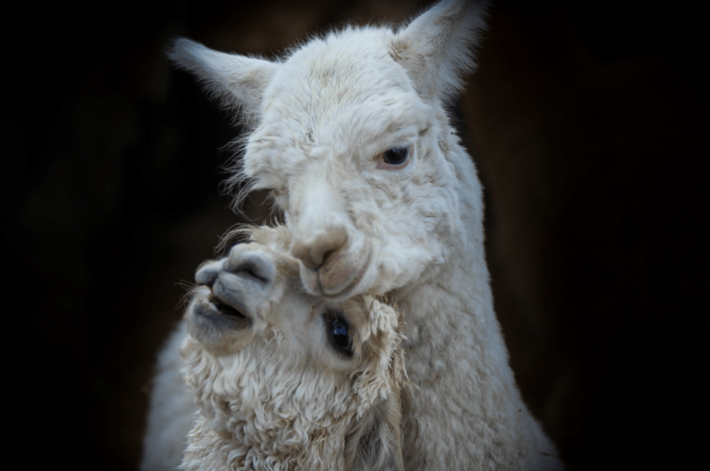 Прогулянки з альпаками